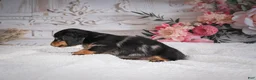 Miniature Dachshund dogs for sale: AKC-Mason - Ad 9