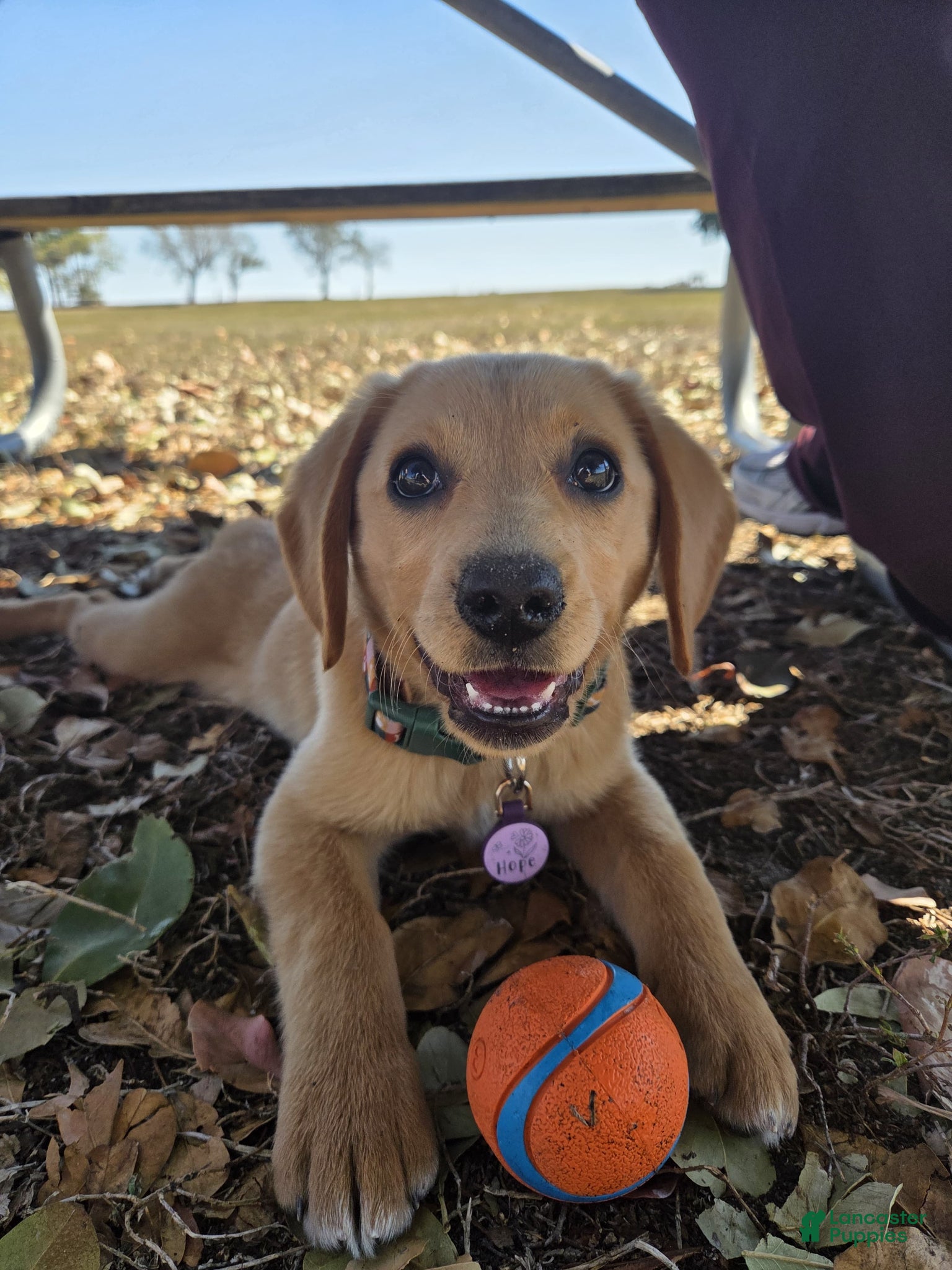 Mixed Breed dogs Hope - Ad 2