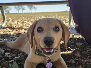 Mixed Breed dogs Hope - Ad 2