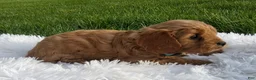 Cavapoo dogs for sale: 0wen - Ad 3