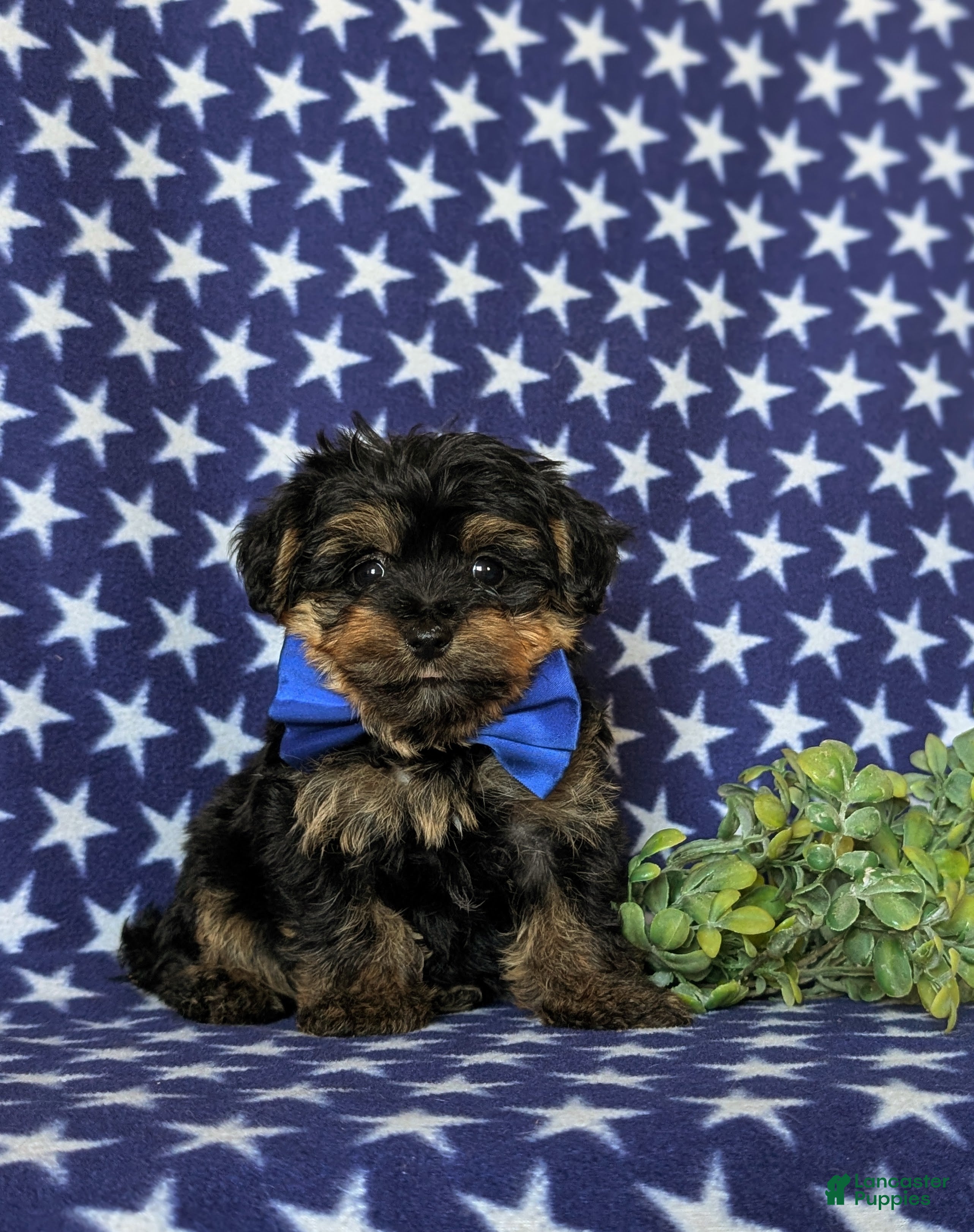 Yorkiepoo dogs Nelson 7 lbs Full Grown - Ad 1