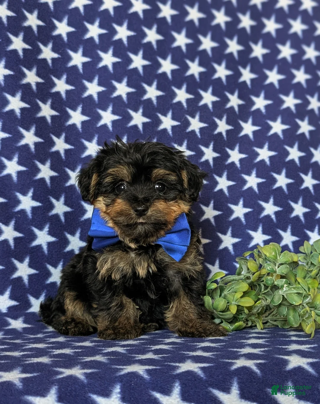 Yorkiepoo dogs for sale: Nelson 7 lbs Full Grown - Ad 1