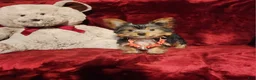 Yorkshire Terrier dogs for sale: MUNCHKIN - Ad 10