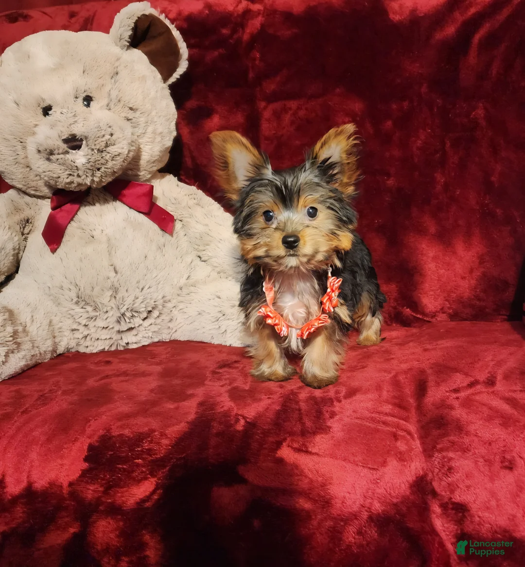 Yorkshire Terrier dogs for sale: MUNCHKIN - Ad 10