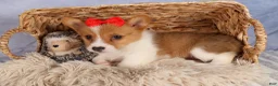 Welsh Corgi Pembroke dogs for sale:  Brusier 🐶 - Ad 7