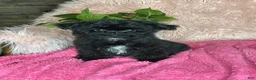 Yorkiepoo dogs for sale: Bubbles  - Ad 3