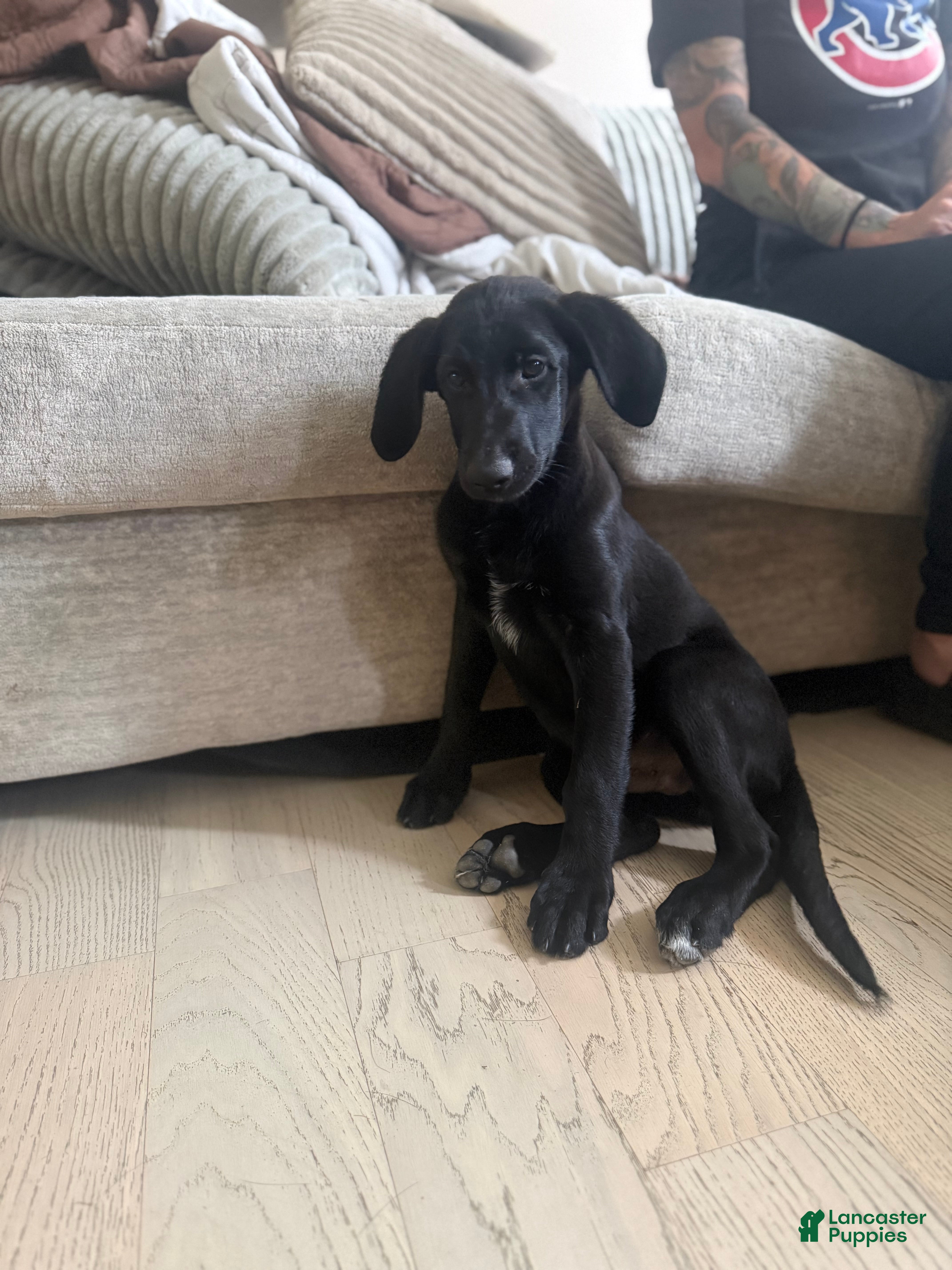 Labradoodle dogs Black Lab (Male) - Ad 30