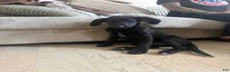 Labradoodle dogs for sale: Black Lab (Male) - Ad 1