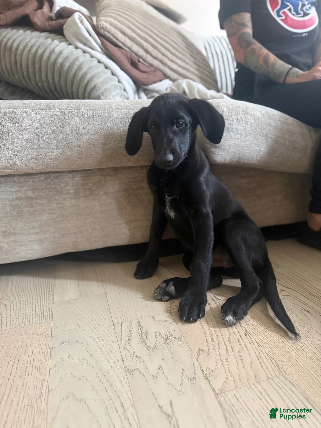 Labradoodle dogs for sale: Black Lab (Male) - Ad 1