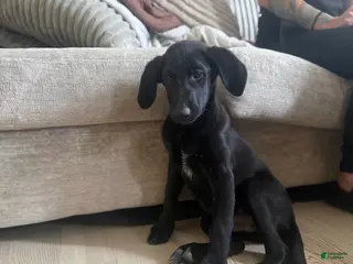 Labradoodle dogs Black Lab (Male) - Ad 1