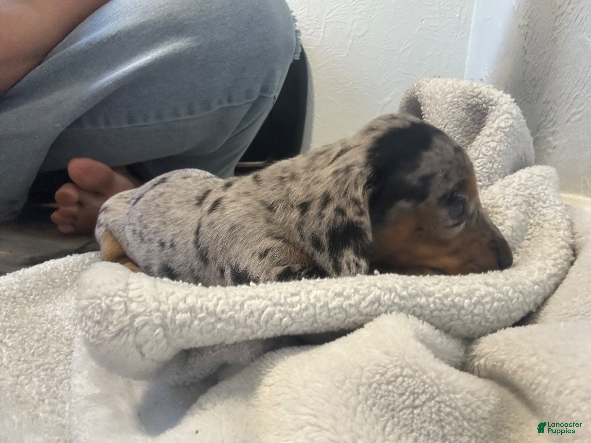 Miniature Dachshund dogs Juliette - Ad 1