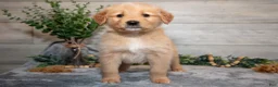 Golden Retriever dogs for sale: Rex - Ad 3
