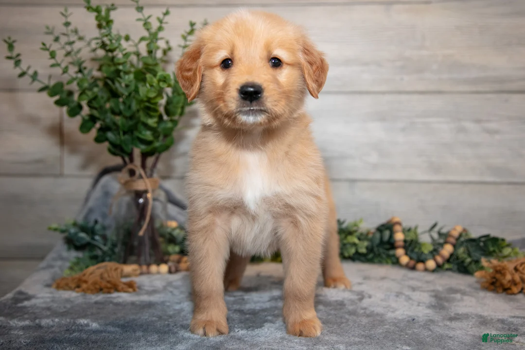 Golden Retriever dogs for sale: Rex - Ad 3