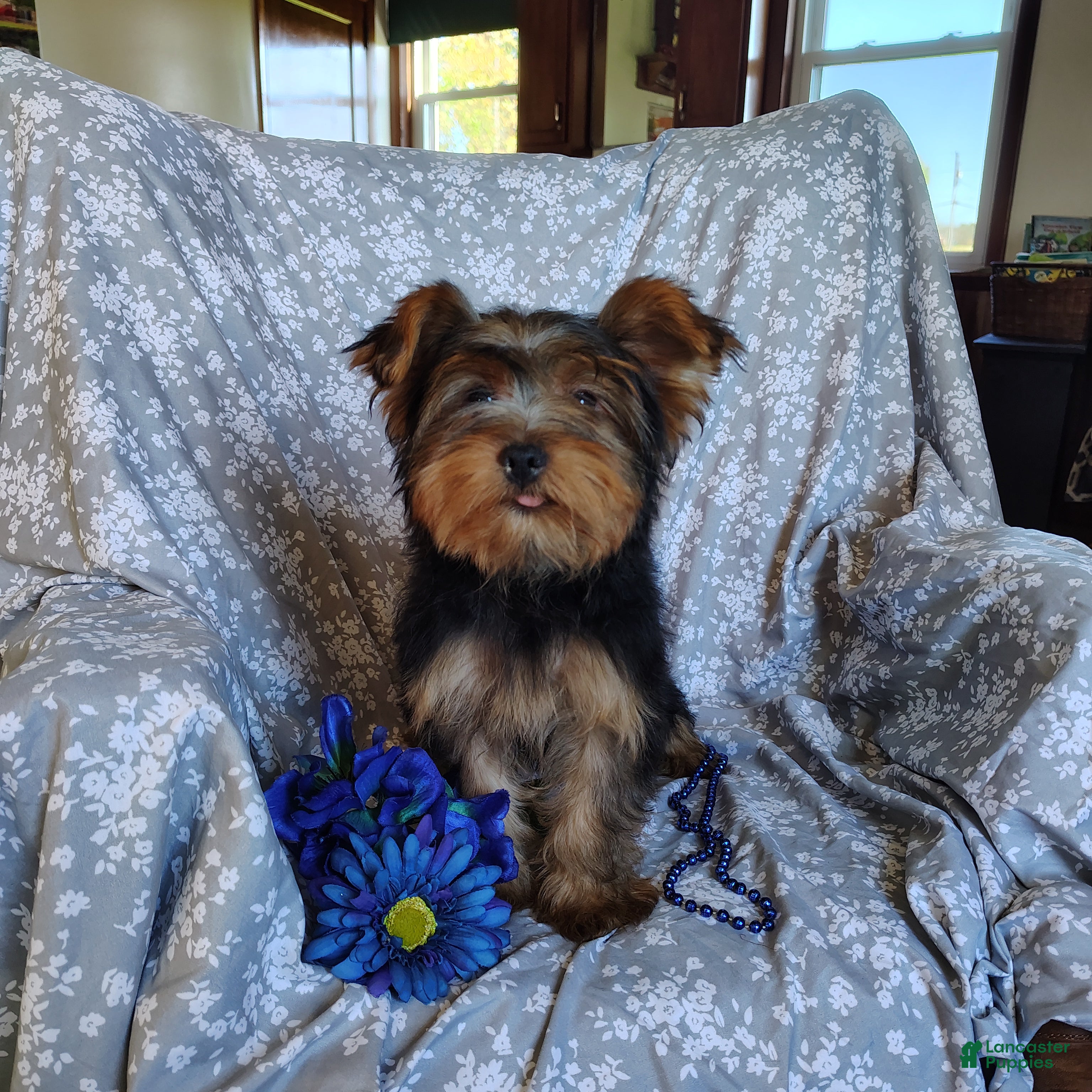 Yorkshire Terrier dogs Lance - Ad 2