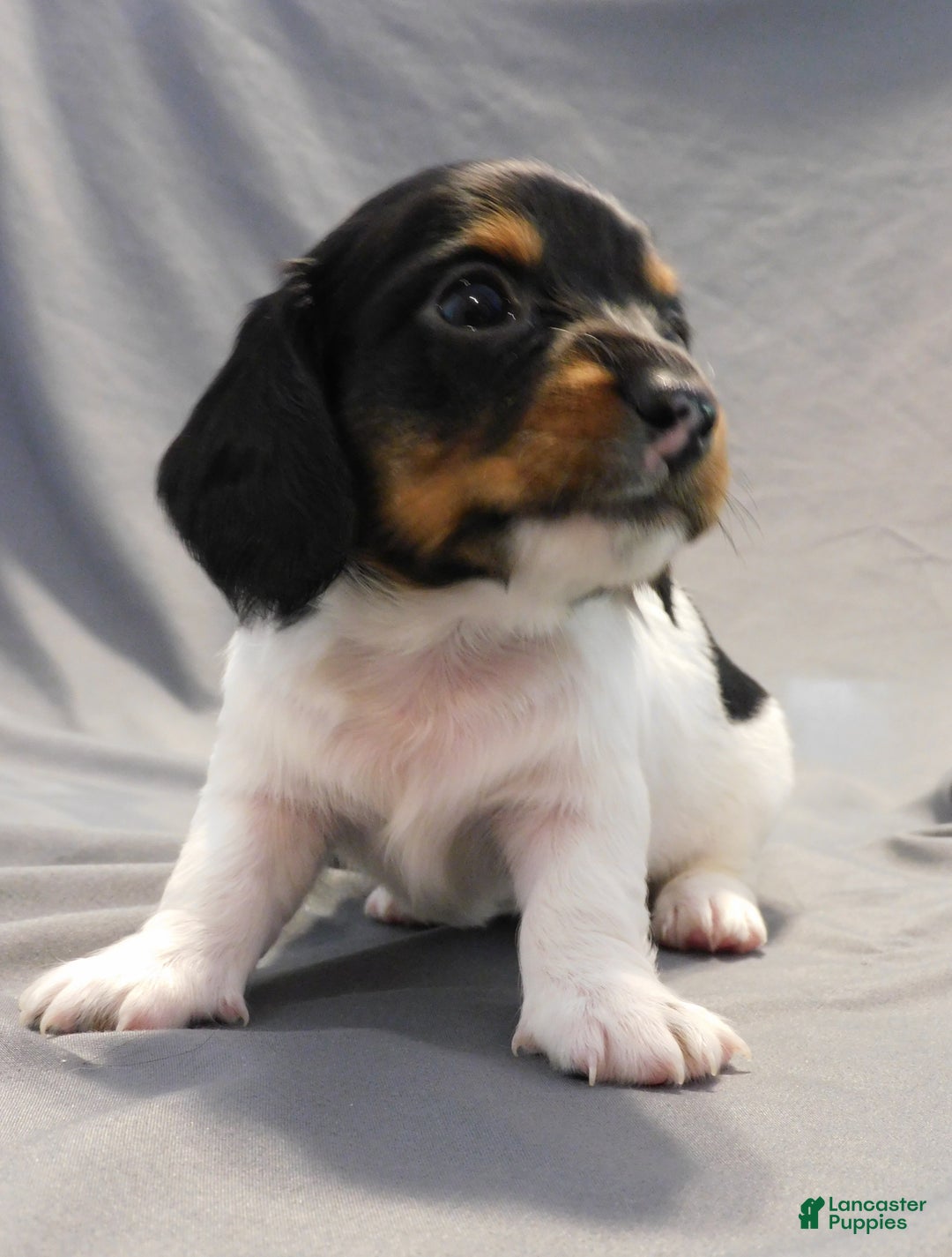 Miniature Dachshund dogs for sale: LMA's ChampionDoxie Snoop Dogg - Ad 28