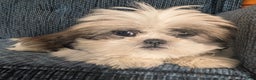 Shih Tzu dogs for sale: Tiggy - Ad 2
