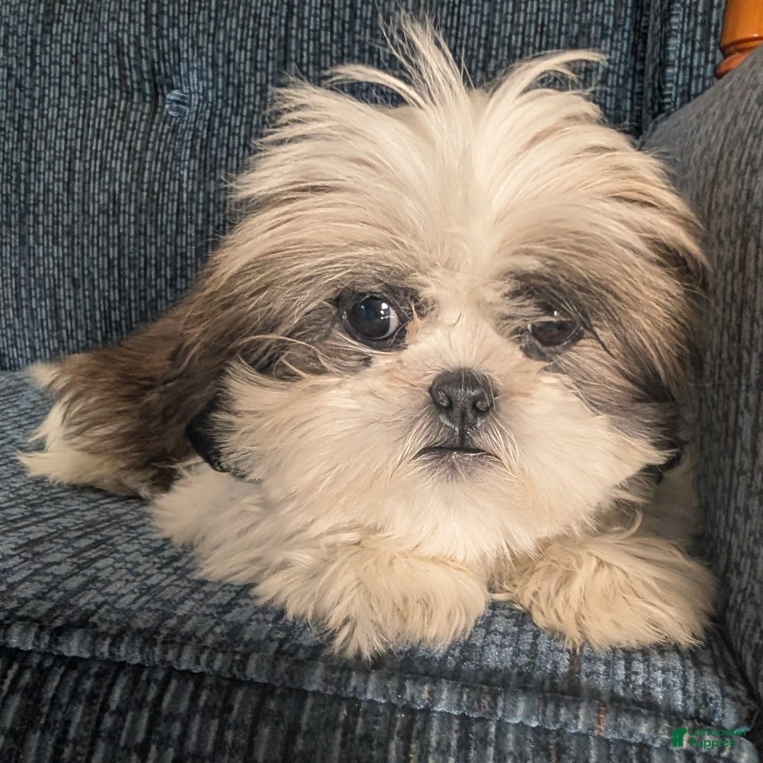 Shih Tzu dogs for sale: Tiggy - Ad 2
