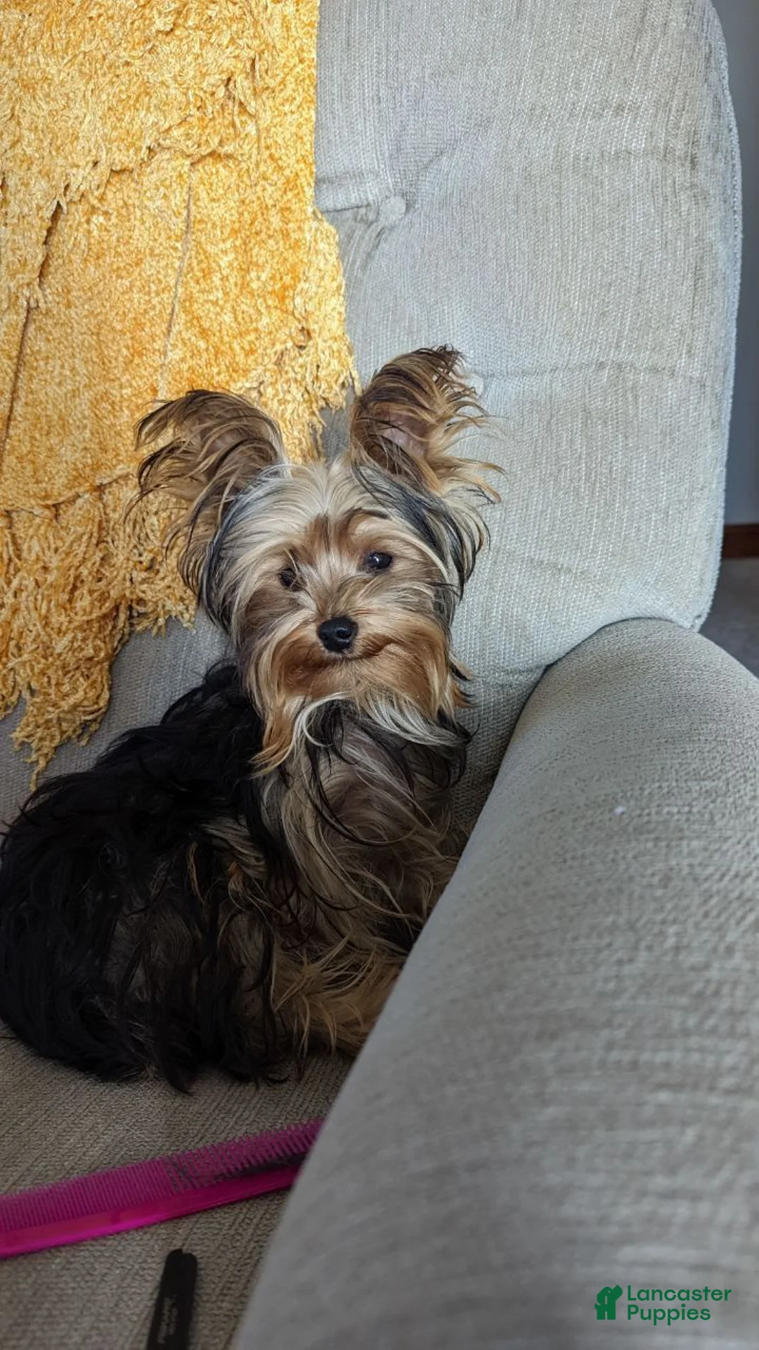 Yorkshire Terrier dogs for sale: Myia - Ad 3