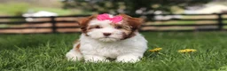Havanese dogs for sale: Elle - Ad 4