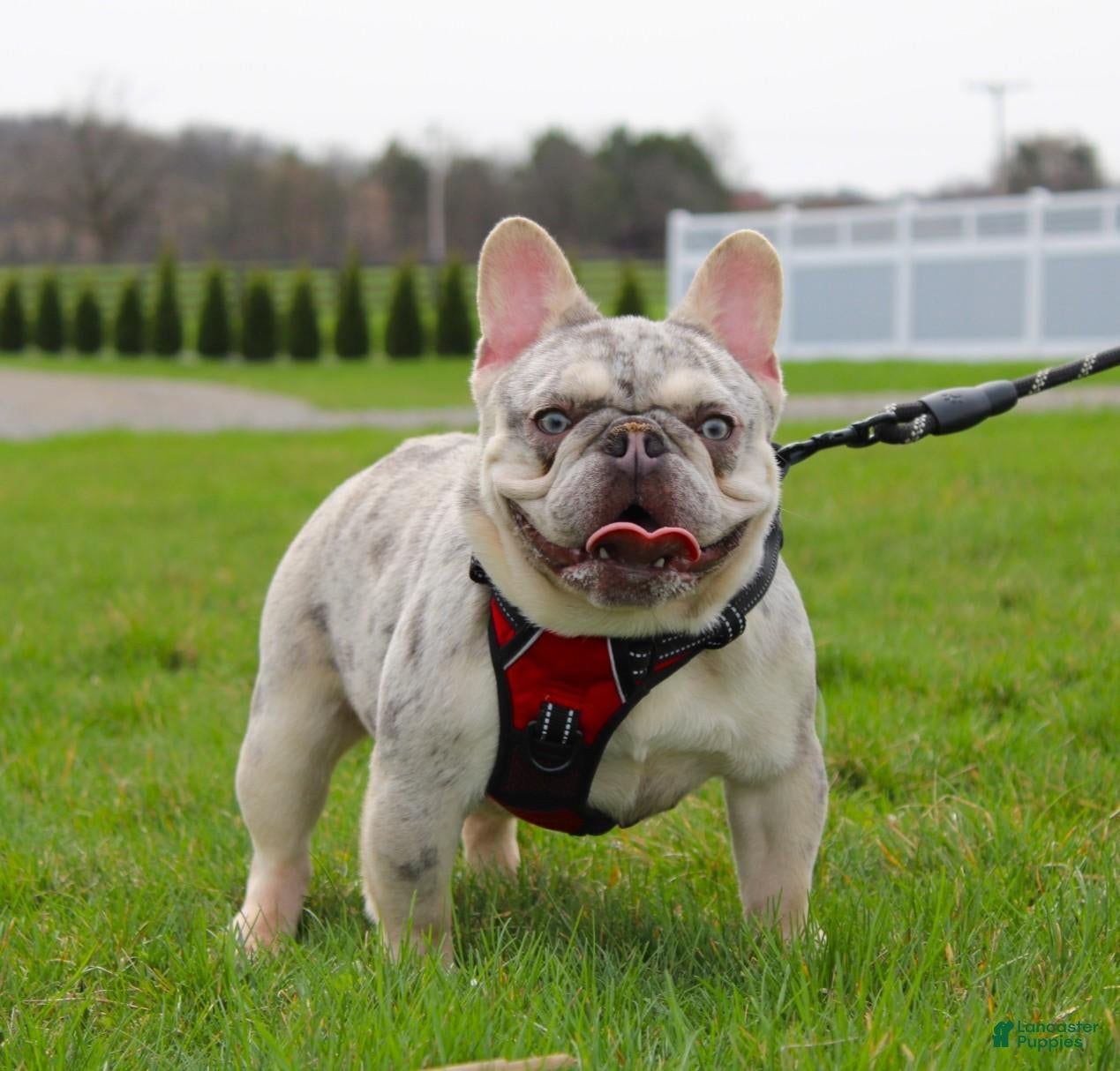 French Bulldog dogs Marlo - Ad 1