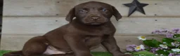 Labrador Retriever dogs for sale: Wingman - Ad 1