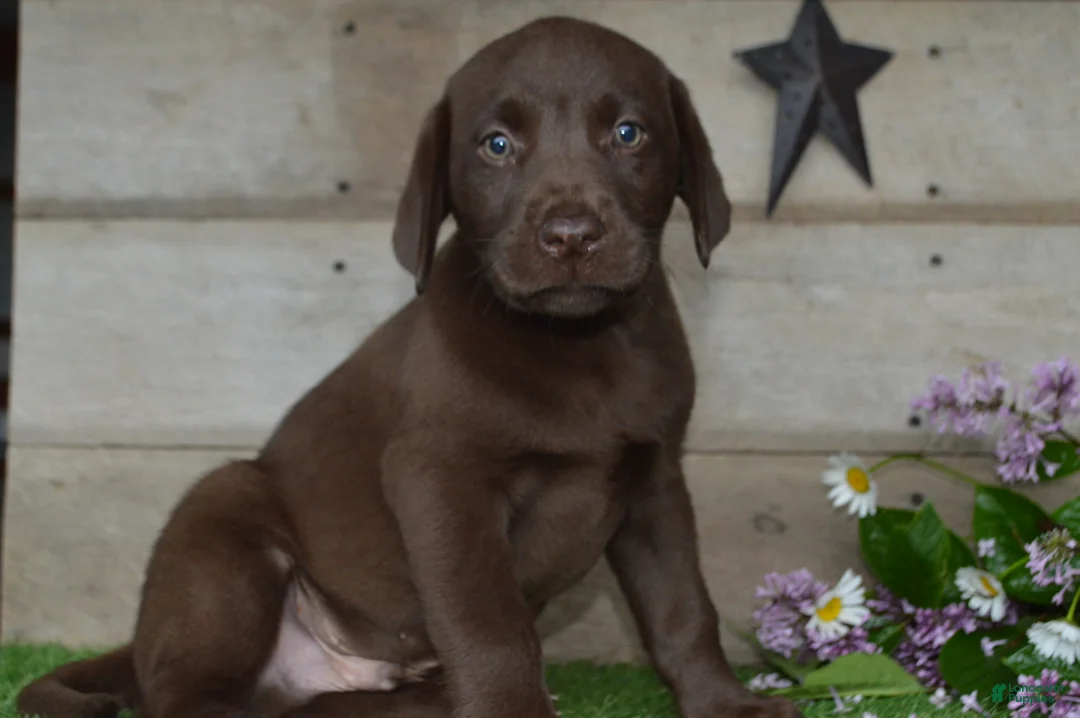 Labrador Retriever dogs for sale: Wingman - Ad 1