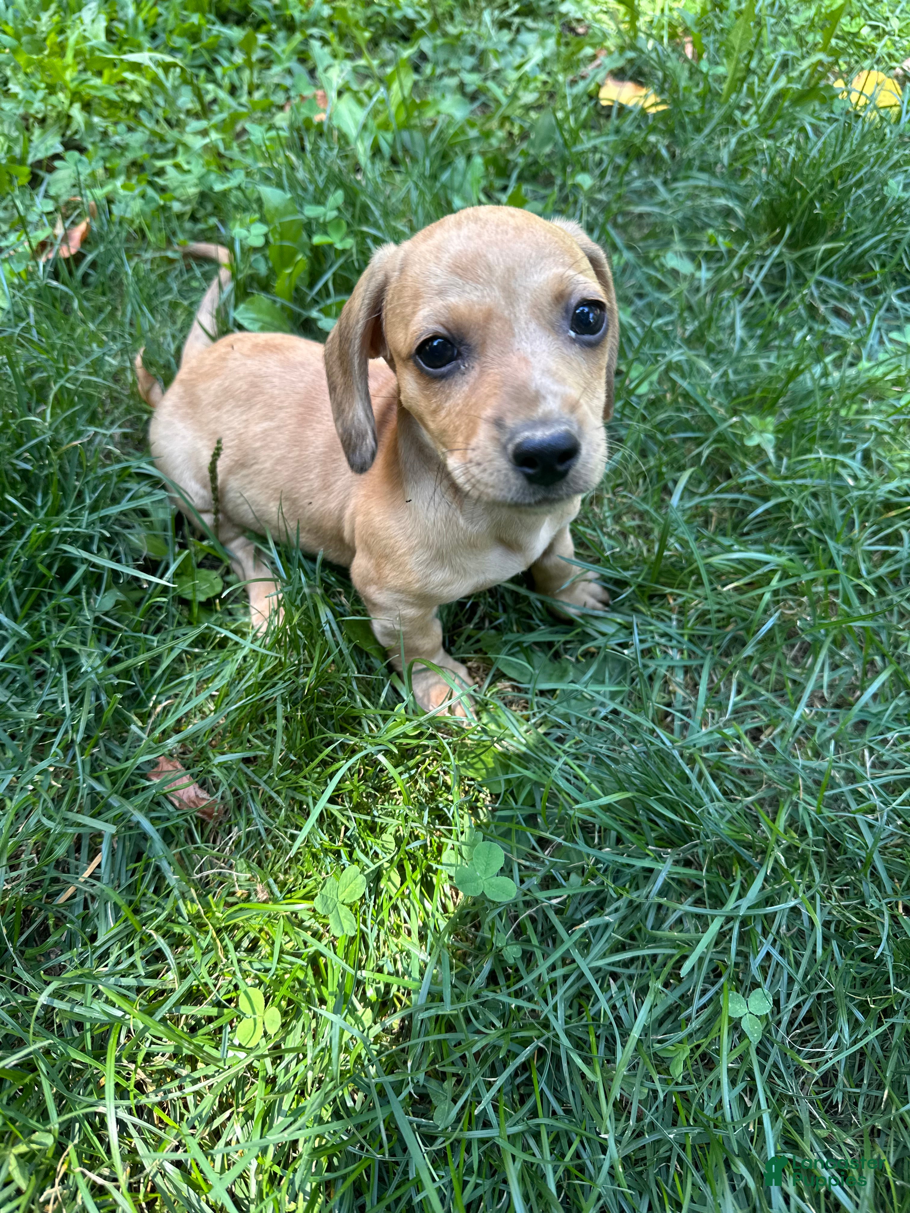 Dachshund dogs Male Two - Ad 2
