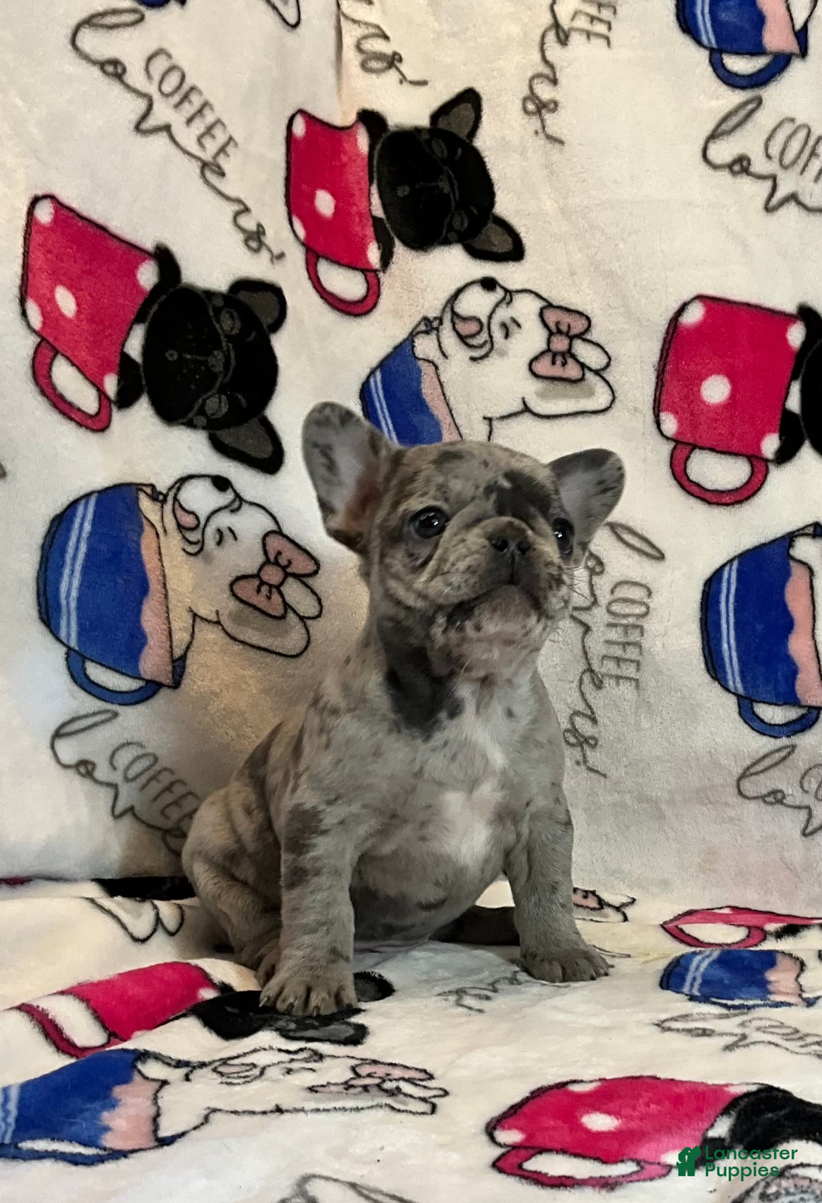 French Bulldog dogs Babe  - Ad 28