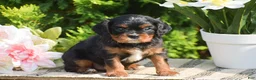 Cavalier King Charles Spaniel dogs for sale: Scott - Ad 4