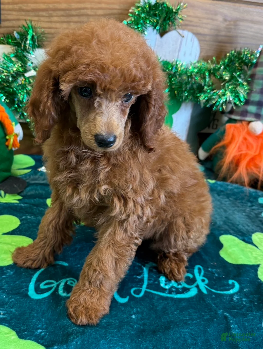 Toy Poodle dogs for sale: fancy - Ad 3