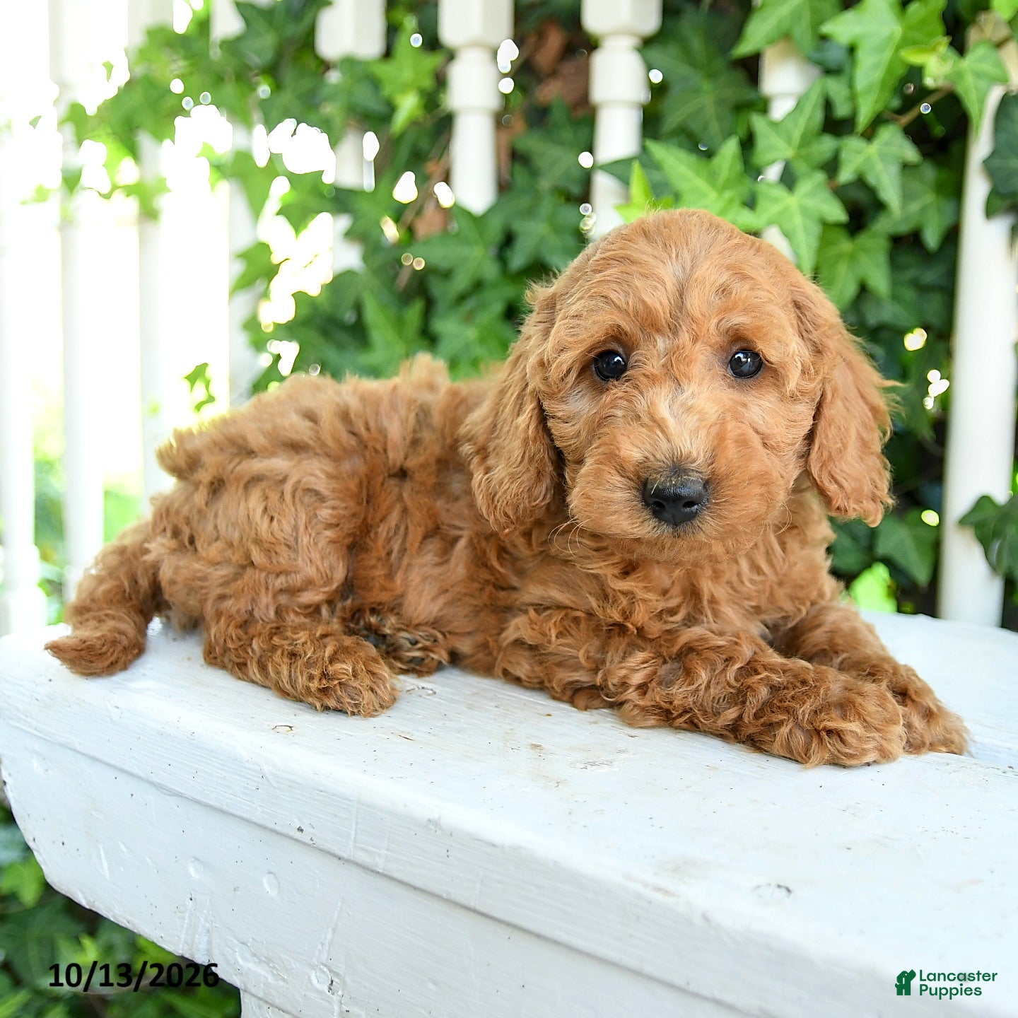 Mini Goldendoodle dogs for sale: Teddy - Ad 2