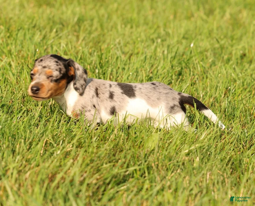 Miniature Dachshund dogs for sale: Baxter - Ad 2