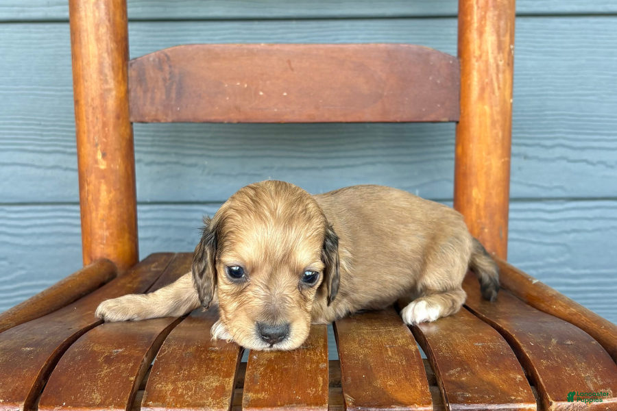 Miniature Dachshund dogs Suede - Ad 33