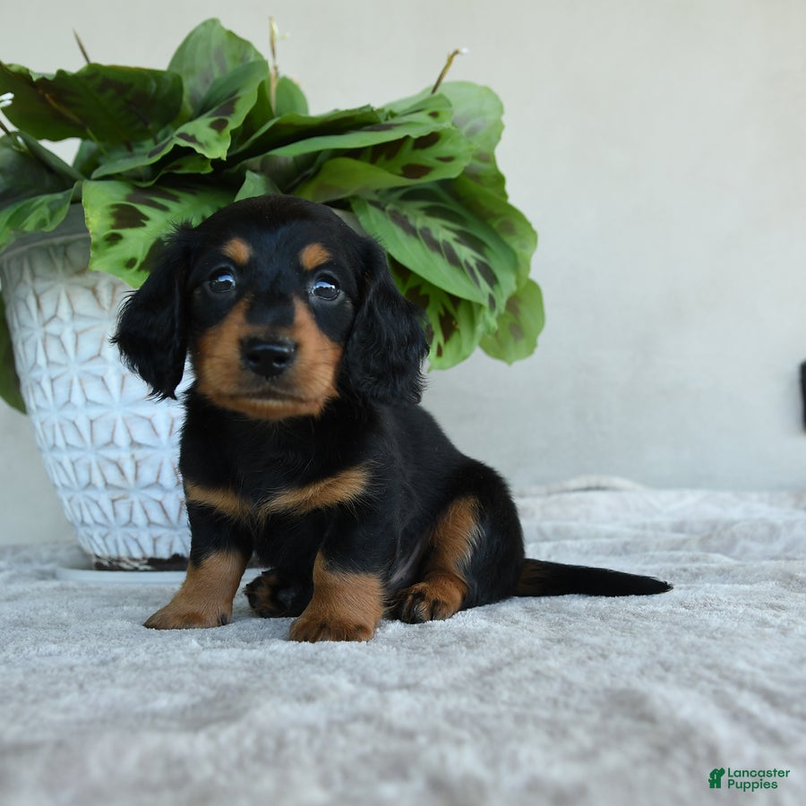 Dachshund dogs Winston - Ad 1