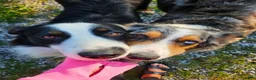 Australian Shepherd dogs for sale: Ledger - Ad 6