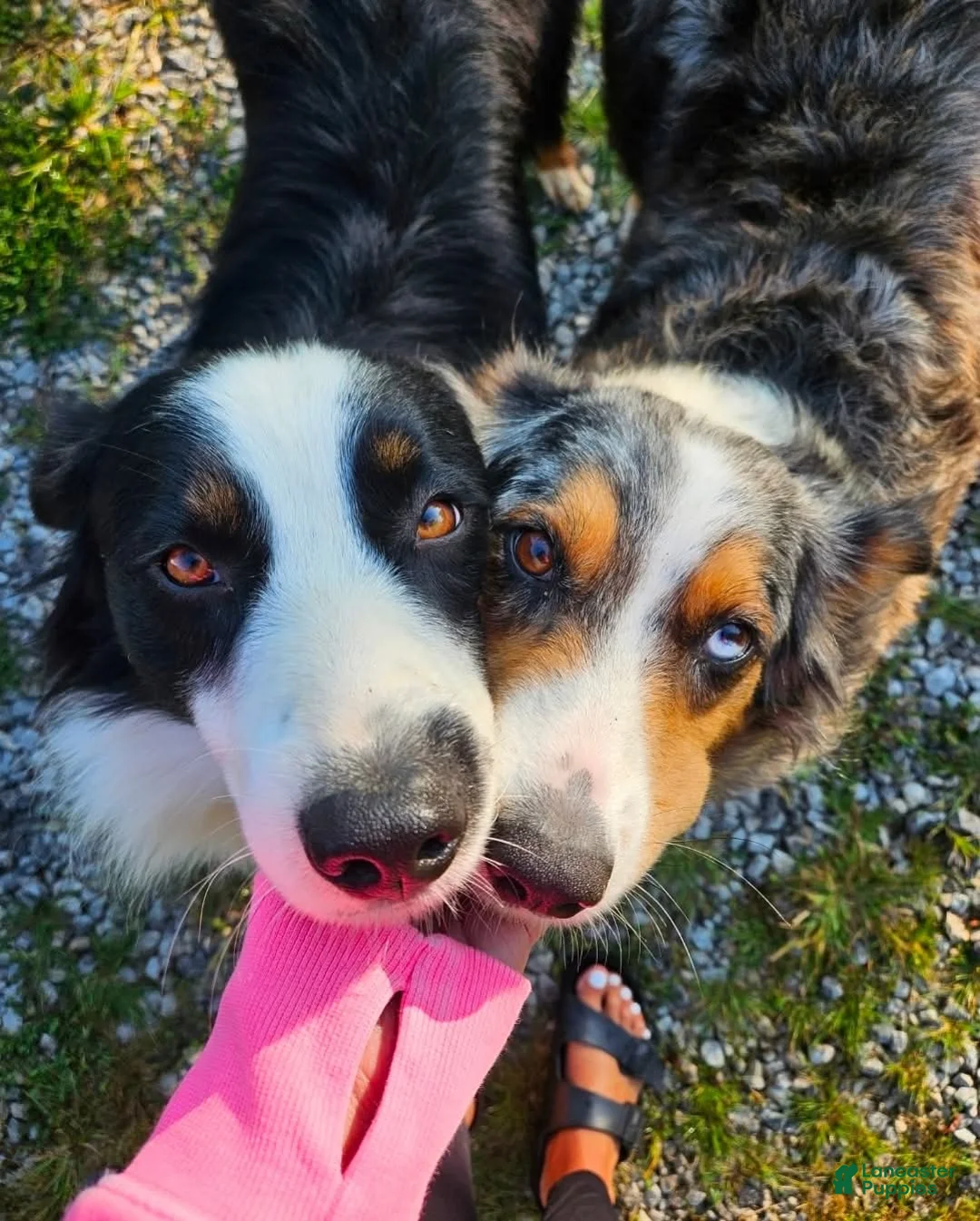Australian Shepherd dogs for sale: Ledger - Ad 6