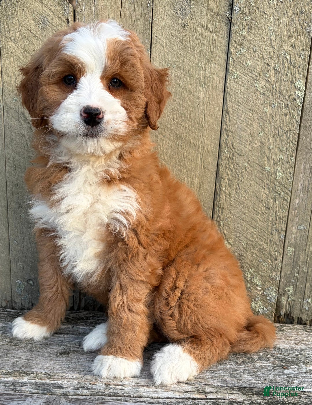 Mini Bernedoodle dogs for sale: 💛 IN BOSTON MASSACHUSETTS AREA 💛 RED AND WHITE ABSTRACT GIRL 💛 MINI BERNEDOODLE 💛 - Ad 1