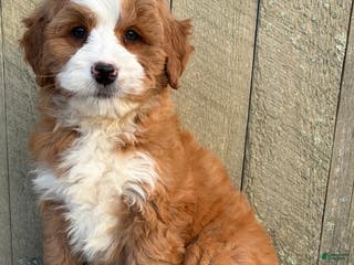Mini Bernedoodle dogs 💛 IN BOSTON MASSACHUSETTS AREA 💛 RED AND WHITE ABSTRACT GIRL 💛 MINI BERNEDOODLE 💛 - Ad 10