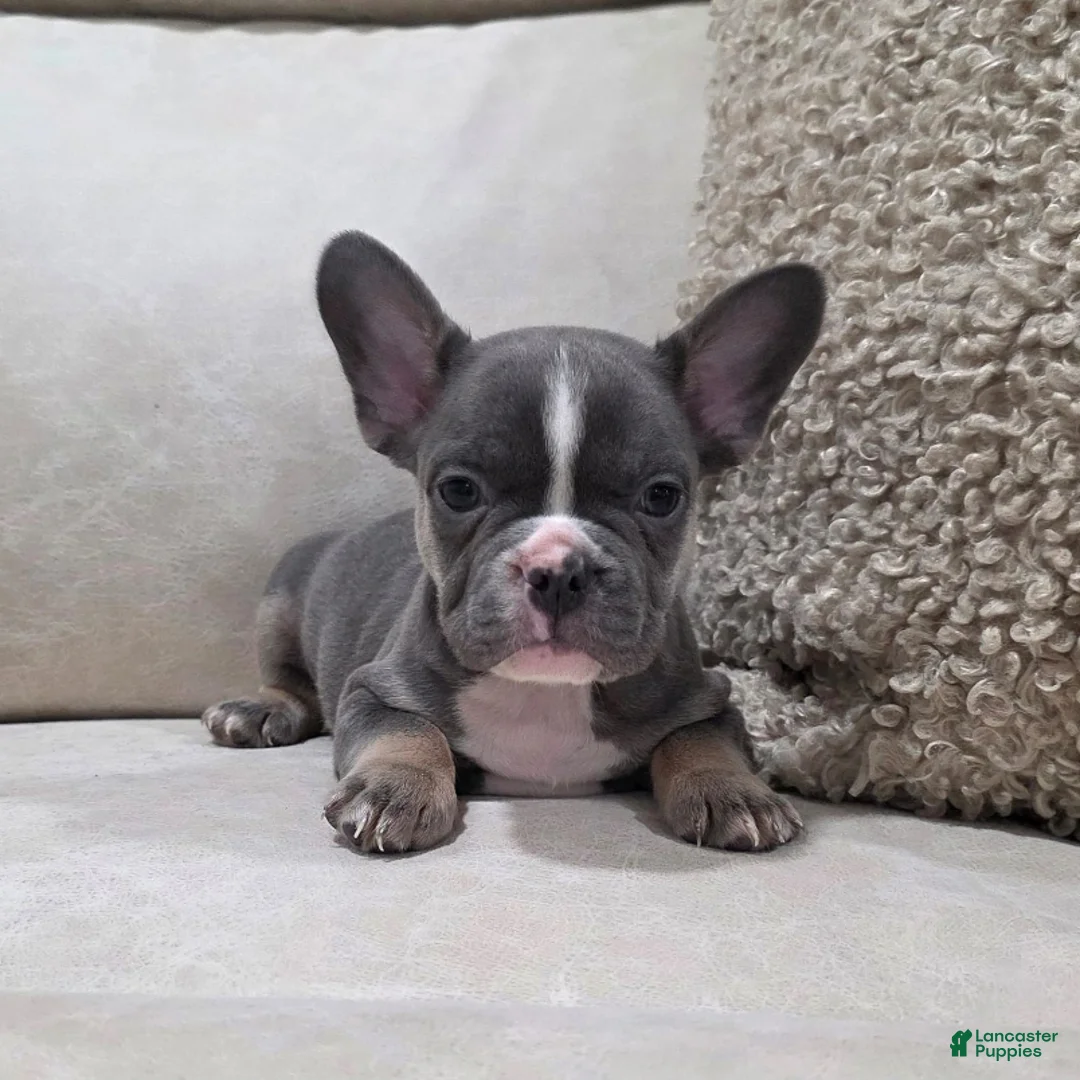French Bulldog dogs for sale: Frankie - Ad 5