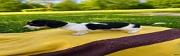 Dachshund dogs for sale: Rodney - Ad 2