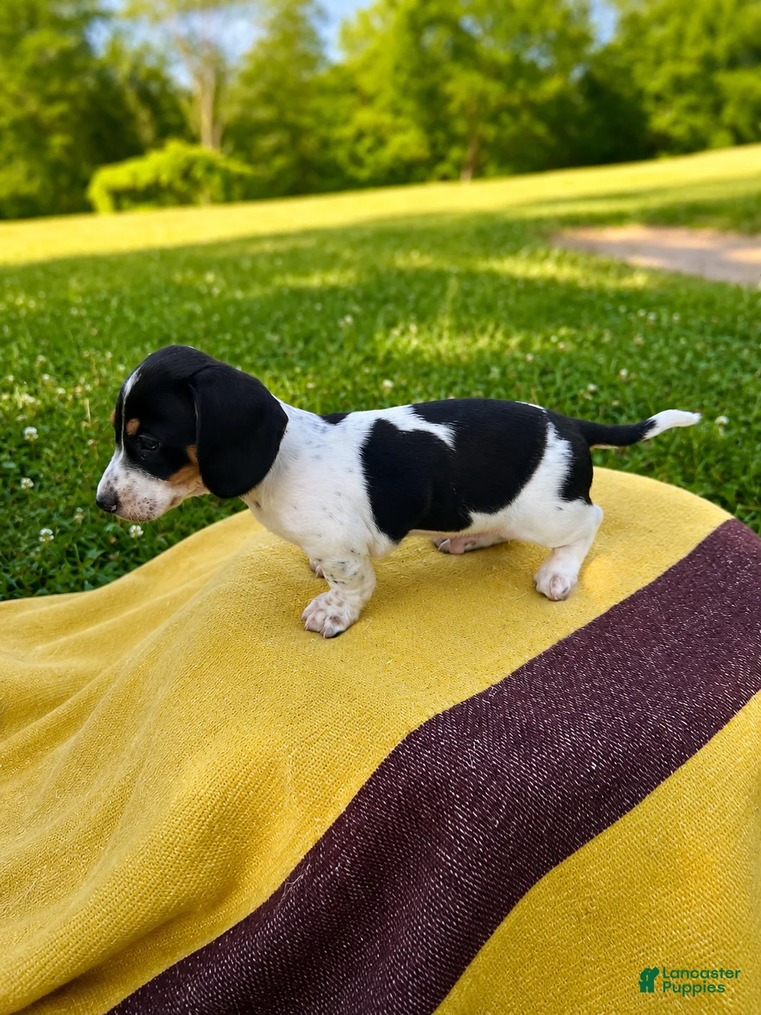 Dachshund dogs for sale: Rodney - Ad 2