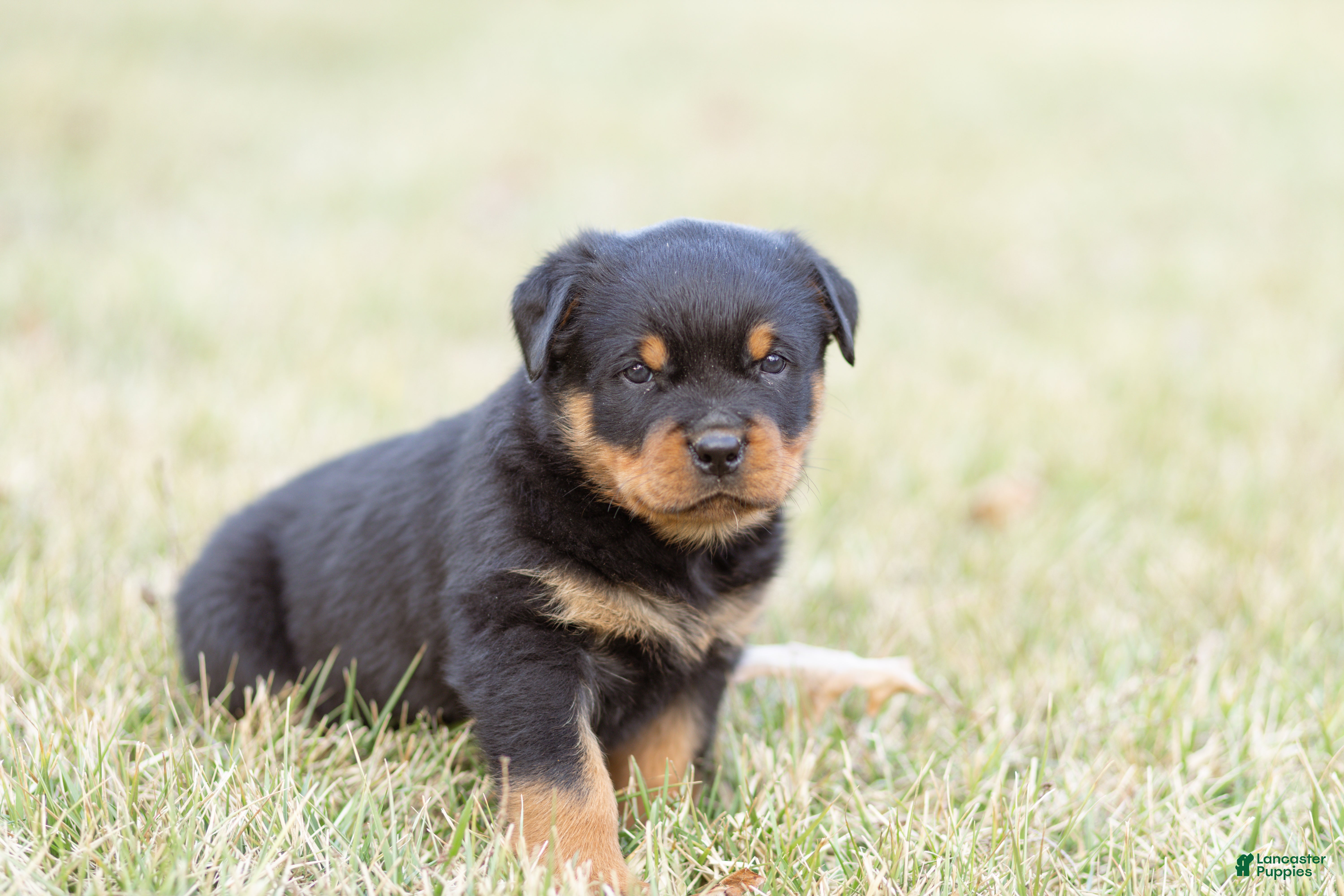 Rottweiler dogs Rottweiler Puppy 2 - Ad 1