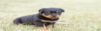 Rottweiler Puppy 2