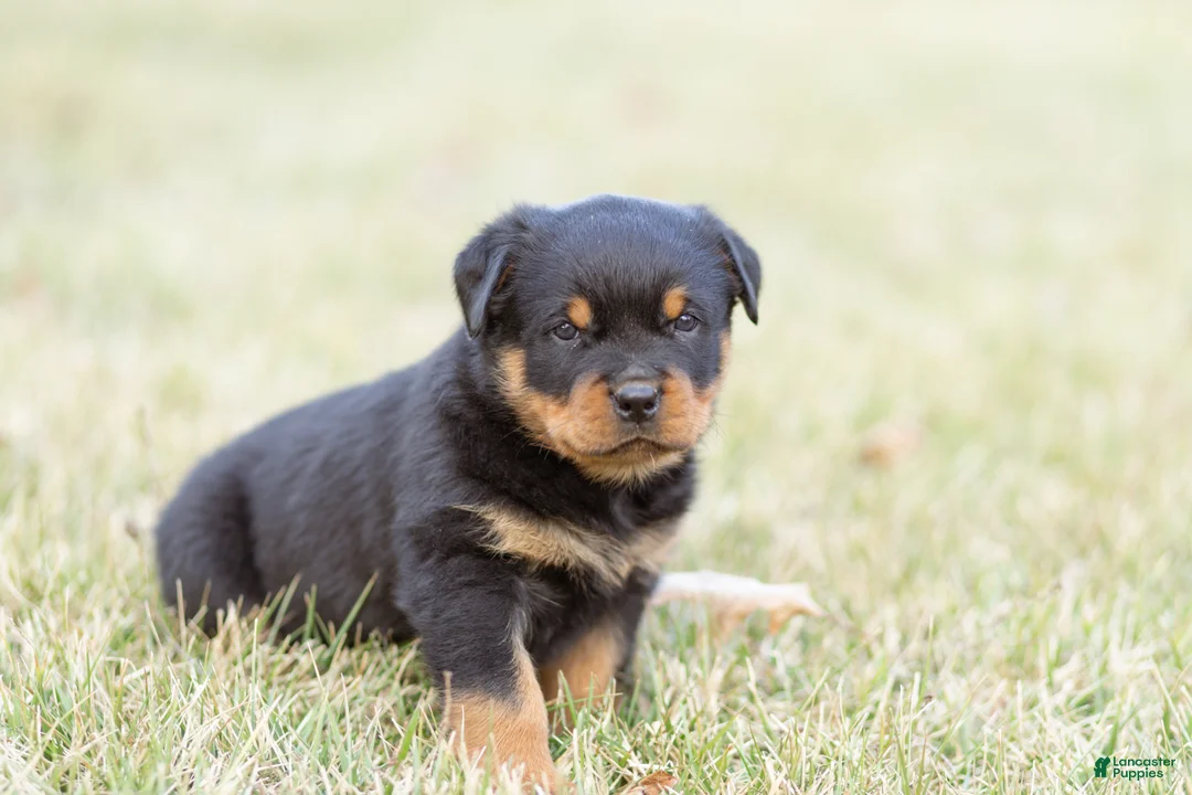 Rottweiler dogs for sale: Rottweiler Puppy 2 - Ad 1
