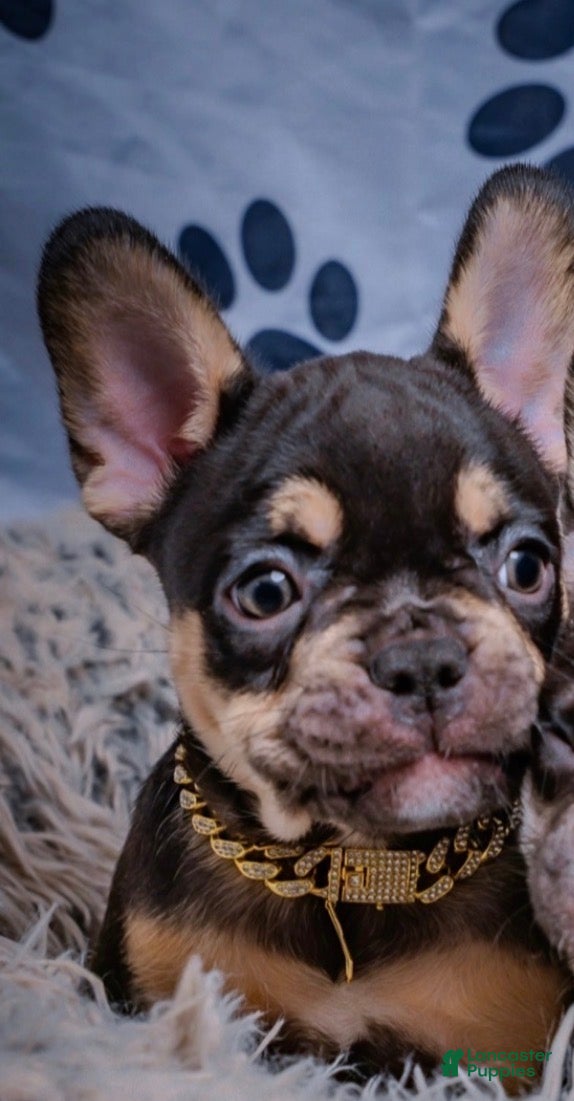 French Bulldog dogs French Bulldog 5 - Ad 22