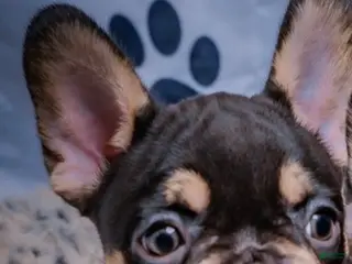 French Bulldog dogs French Bulldog 5 - Ad 22
