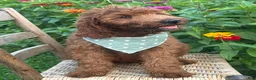 Irish Doodle dogs for sale: Franklin - Ad 14