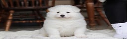Samoyed dogs for sale: Hank - Ad 23