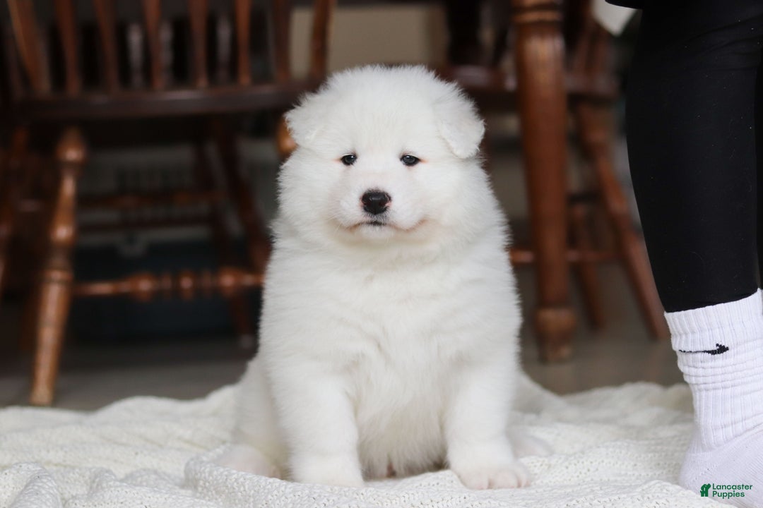 Samoyed dogs for sale: Hank - Ad 23