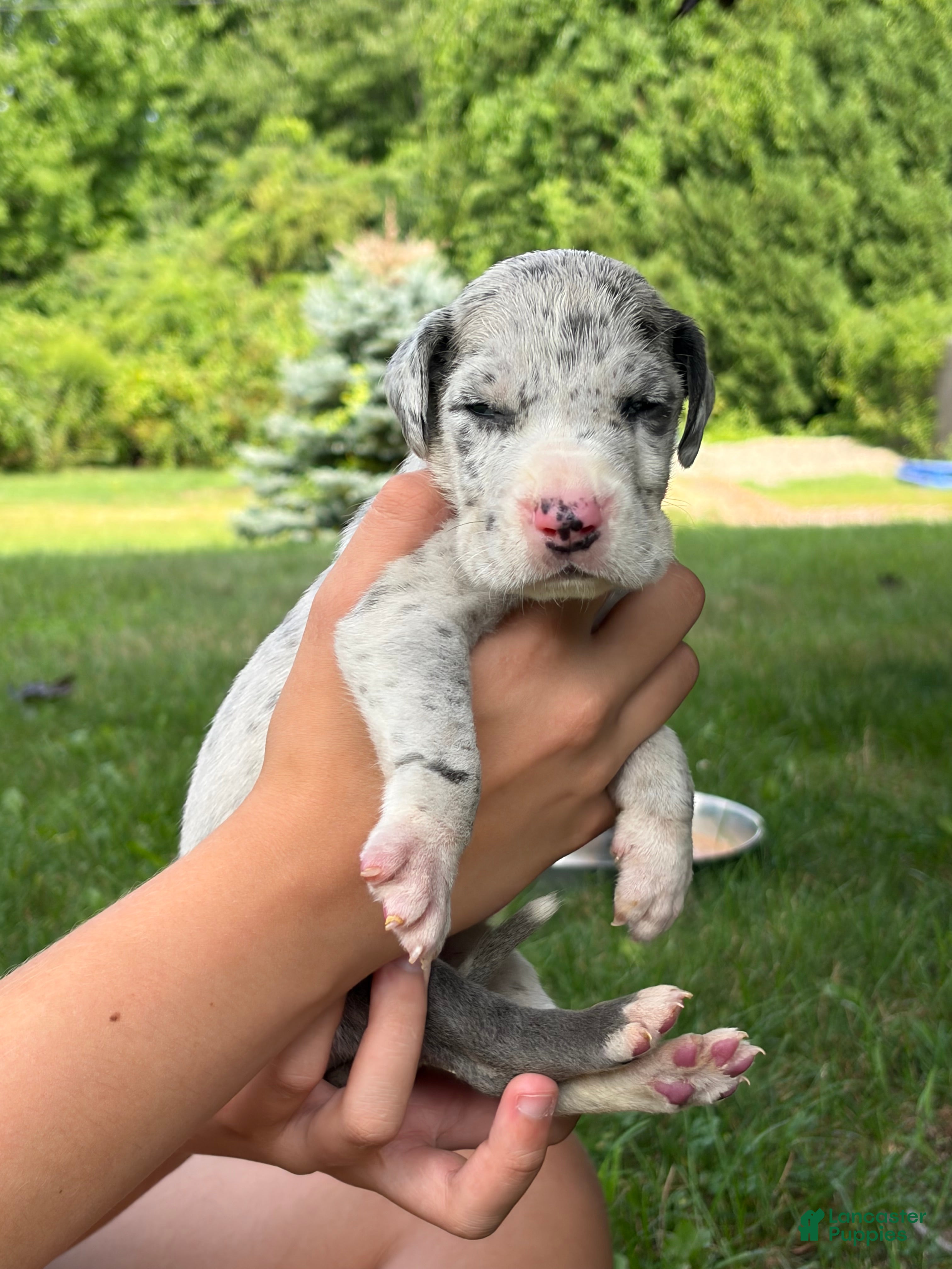 Great Dane dogs Colt - Ad 2